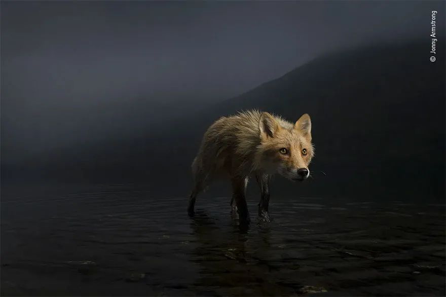 2021世界野生动物摄影奖，获奖作品欣赏！