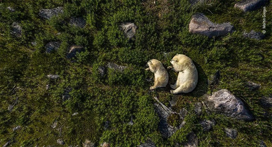 2021世界野生动物摄影奖，获奖作品欣赏！